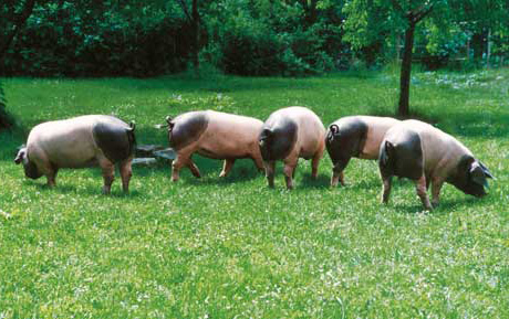 Bäuerliche und artgerechte Tierzucht heimischer Rassen